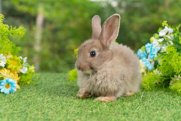 Lovely rabbit ears bunny sitting playful on green grass with flowers over spring time nature background. Little baby rabbit brown bunny curiosity standing playful on meadow summer background. Easter