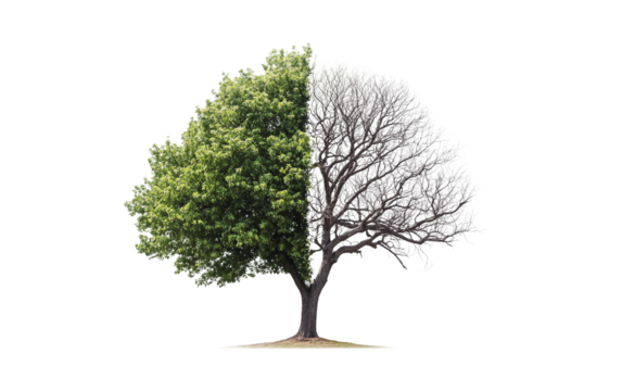 Half leafy and half barren tree symbolizing environmental change and the impact of deforestation isolated on white background PNG
