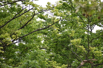 Fototapeta premium tree in spring