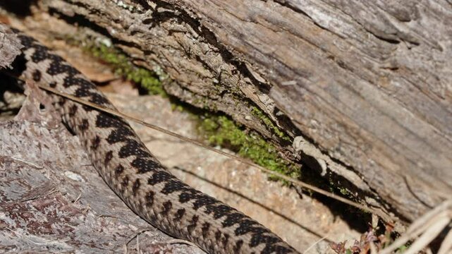 European Adder mating season in nature