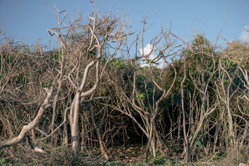 view of a bunch of mangrove trees with dry branches under the sun light