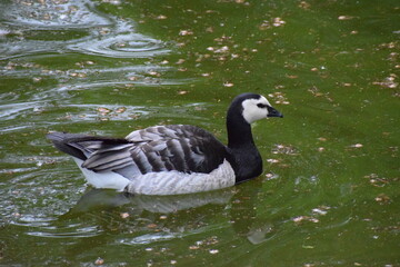 Fototapeta premium goose on the water