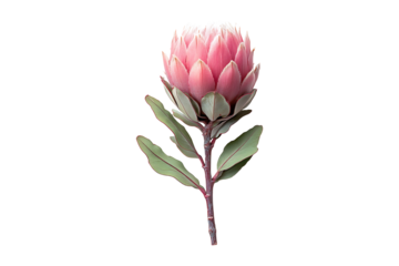 Dry dried pink protea flower with single leaf isolated on transparent background
