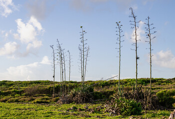 view of a bunch small tree with branches and no leaves against a blue sky