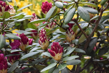 red and yellow flowers