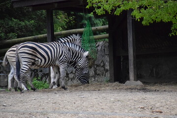 zebra eating grass
