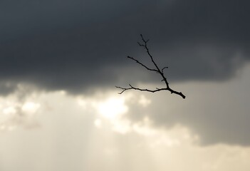 Fototapeta premium bare tree branch against a cloudy sky