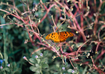 top view of an orange butterfly with black dots resting on a pink branch in a forest
