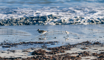 low view of two birds on the side of the ocean in the morning with the bright sunlight and algae