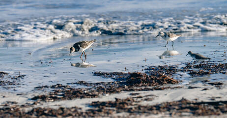 low view of two birds on the side of the ocean in the morning with the bright sunlight