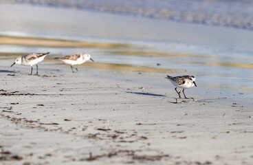 low view of a group of bird on the side of the ocean in the morning with the bright sunlight