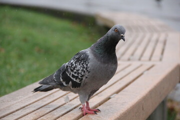 rock pigeon in the park