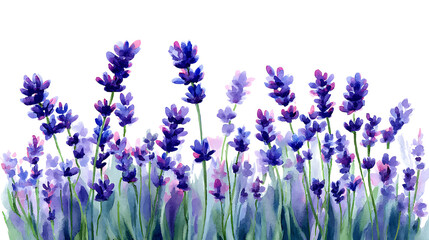 Naklejka premium Colorful watercolor lavender flowers illustration on a white background