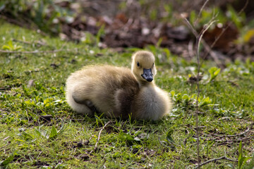 Gosling
