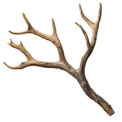 Antler Branch Isolated on Black Background