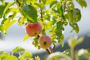 A view of some liberty apples growing on a tree, seen in Julian, California.