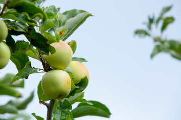 A view of some golden delicious apples, seen in Julian, California.