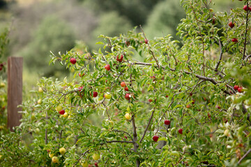 A view of some liberty apples growing on a tree, seen in Julian, California.