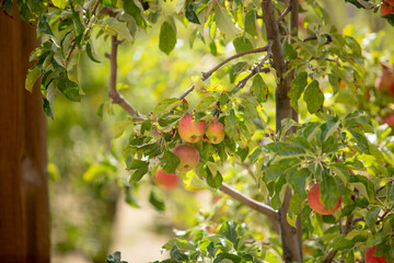 A view of a liberty apple growing on a tree, seen in Julian, California.
