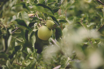 A view of some golden delicious apples, seen in Julian, California.