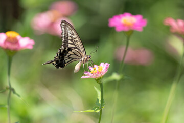 花の蜜を吸うアゲハチョウ