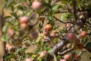 A view of apples growing on a tree, seen in Julian, California.
