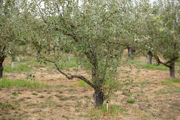 A view of an apple orchard, seen in Julian, California.
