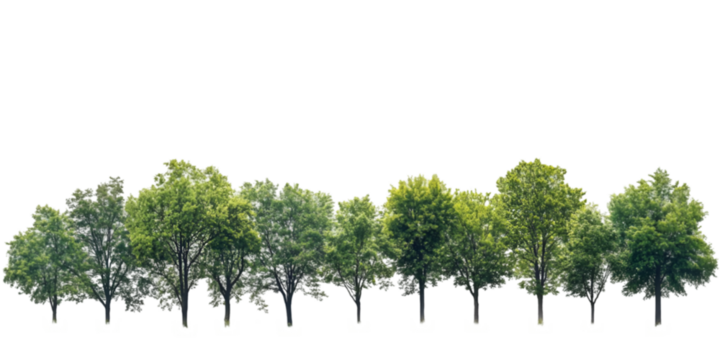 Lush Green Trees Nature Landscape Serenity