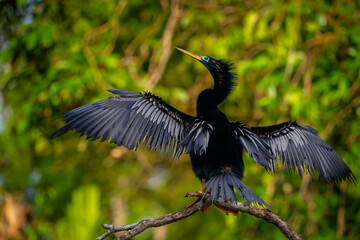 Anhinga