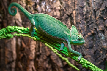 The Chamaeleo calyptratus (Veiled Chameleon) in a terrarium at home.	
