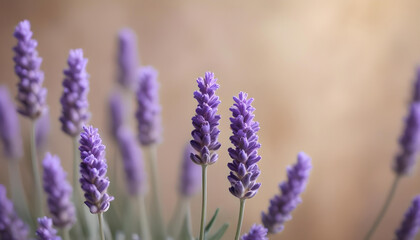 Fototapeta premium Vibrant purple lavender flowers close-up on a soft, blurred background, evoking a sense of calm, natural beauty, and summer fragrance.