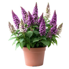 A Potted Butterfly Bush Plant with Purple Flowers Isolated on Transparent Background