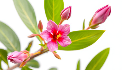 Fototapeta premium Nerium, oleander or rosebay with pink bud, flowers isolated on white background, colorful. with white shades