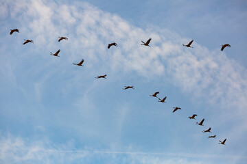 Fototapeta premium Migration of flock of cranes in the sky