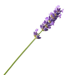 Obraz premium lilac flowers isolated on white background