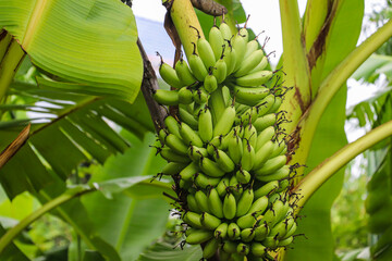Growing Green Bananas on Sturdy Plant