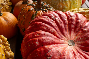 A view of a red cinderella pumpkin, among other rustic pumpkins.