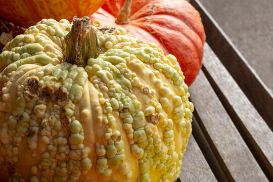 A view of a yellow warty pumpkin, among other pumpkins in a pile.
