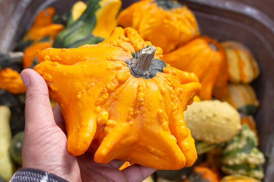 A view of a hand holding a star-shaped gourd, at the store.