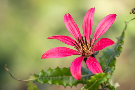 CLAVEL DE CAMPO