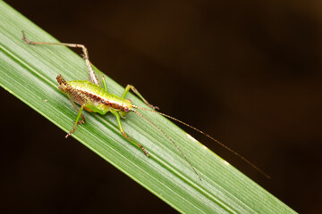 SALTAMONTES