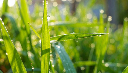 Naklejka premium Green stalks grass with drops of morning dew. Dew drops on a grass in the morning