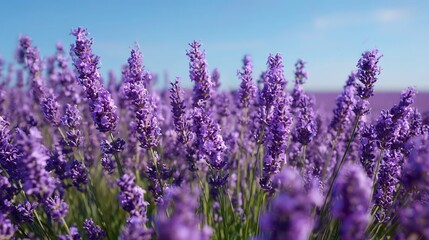 Naklejka premium Serene lavender field under clear sky evoking tranquility and natural beauty
