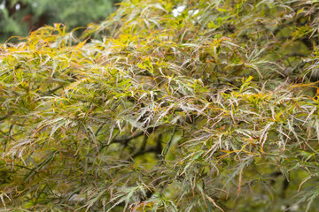 A view of the leaves of a Japanese lace leaf maple tree.