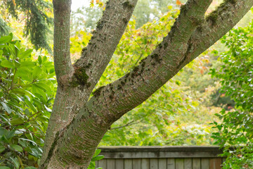 A view of the trunk of a striped bark maple tree.