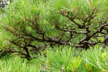 A view of a Japanese black pine tree.