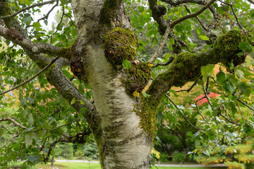A view of the trunk of a European white birch tree.