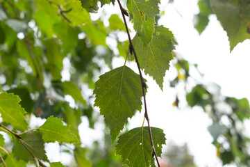 A view of the leaves of a European white birch tree.