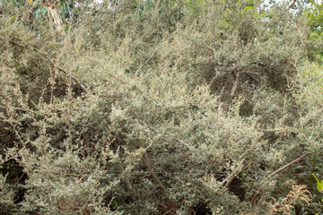 A view of a woolly tea tree.