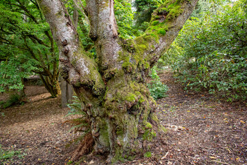 A view of the trunk of the Yoshino cherry tree.
